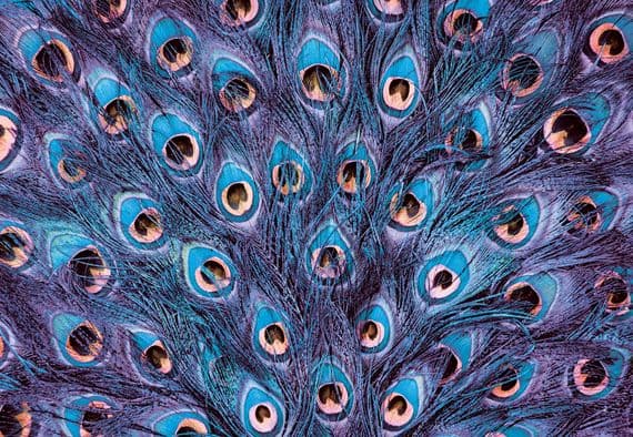 Photo wallpapers Peacock and many more  | Buy it online