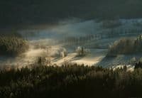 Photo wallpapers Frosty Forest With Dew | Shop online