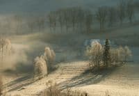 Photo wallpapers Frosty Forest With Dew | Shop online