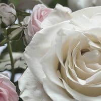 Pink Roses Dining Room Photo Wallpaper 368x254 cm