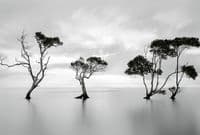 Trees in the Still Water Wall Mural | Premium Non-Woven | Shop online