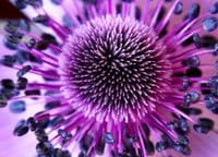 Purple flower close up wallpaper murals