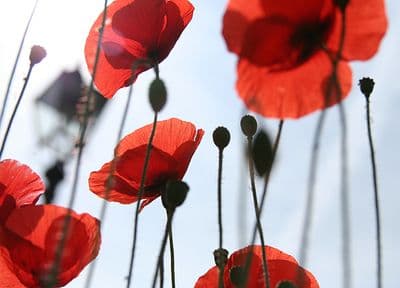 Red Poppy Flower wall murals