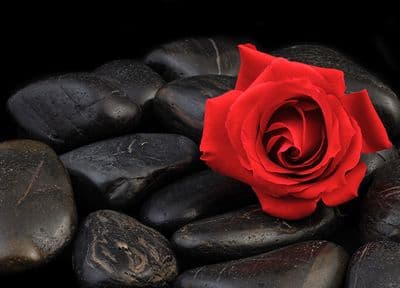 Red rose - black stone wall mural