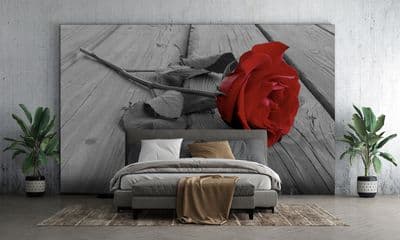 Red rose grey background wallpaper mural