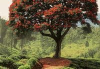 Living room photo wallpapers Red Tree | Shop online