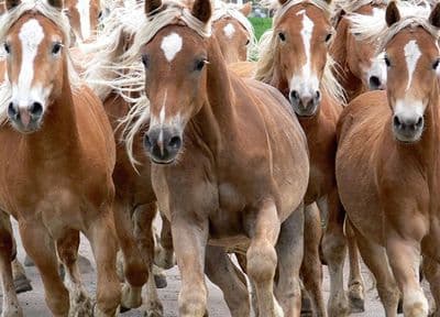 Running horses wallpaper mural