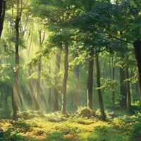 Summer Forest Photo Wallpaper | Buy it online from UK shop