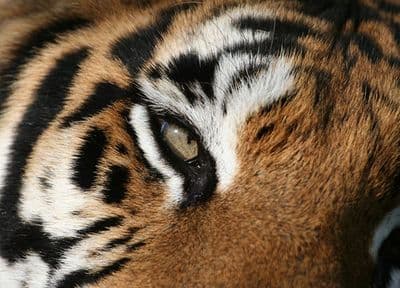 Tiger eye wallpaper murals