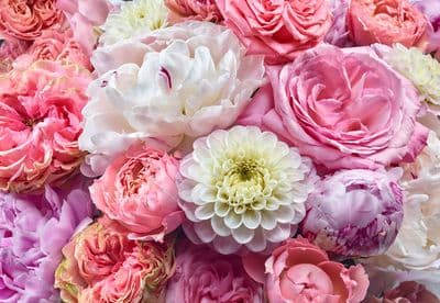 Vibrant Spring pink flowers paper wallpaper 