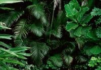 UK store offering wide range of Wallpaper MURALS  | Buy it online