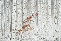 Living room photo wallpapers Birch Forest | Shop online