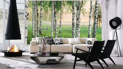 White birch trees forest wall mural wallpaper