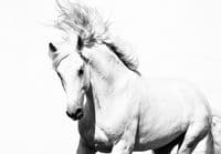 White horse bedroom wall mural | Online shop