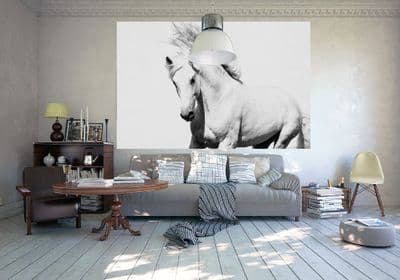 White horse Stallion wallpaper mural for wall