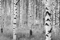 Woods non woven wallpapers | homewallmurals