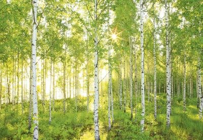 White poplar forest wall mural