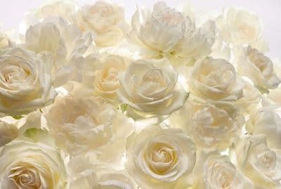White Rose Wallpaper Mural 368x248 cm Photo Wallpaper