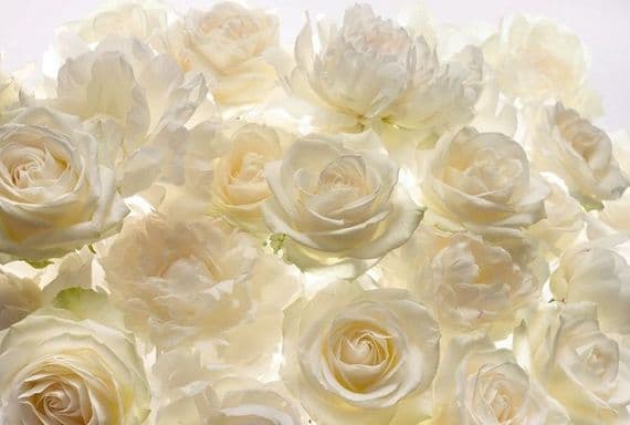 White rose flowers wall non woven wallpapers | homewallmurals