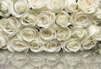 White Roses wall mural for wall