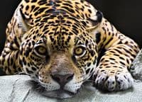 Bedroom wall murals | Homewallmurals.co.uk