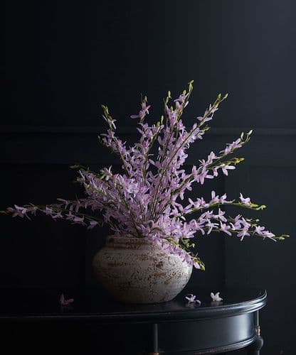 A Drift of Blossom Orchids