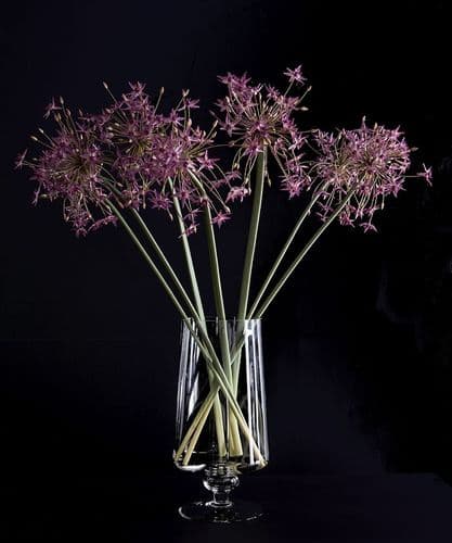 A Starburst of Allium - SOLD