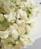 An armful of sweet peas - beautifully realistic - SOLD