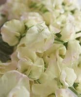 An armful of sweet peas - beautifully realistic - SOLD