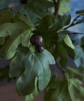 Artificial French Fig Tree - SOLD