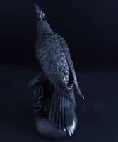 Black cockatoo on roses - SOLD