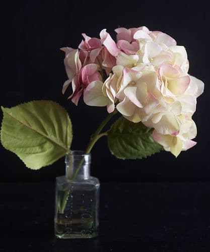 Blush hydrangea head in a bottle