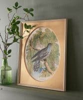 Cuckoo watercolour in gold mount