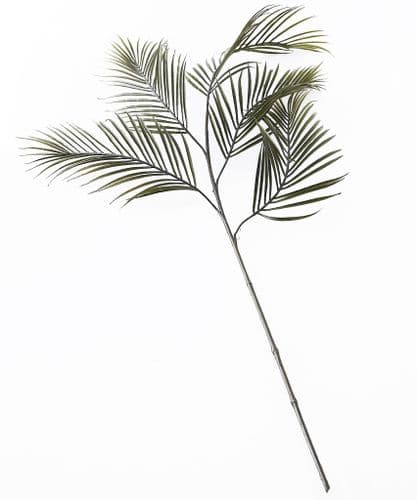 Dark green Areca palm branch