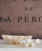 Decorative white (real) shells - SOLD