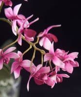 Deep pink mini orchid
