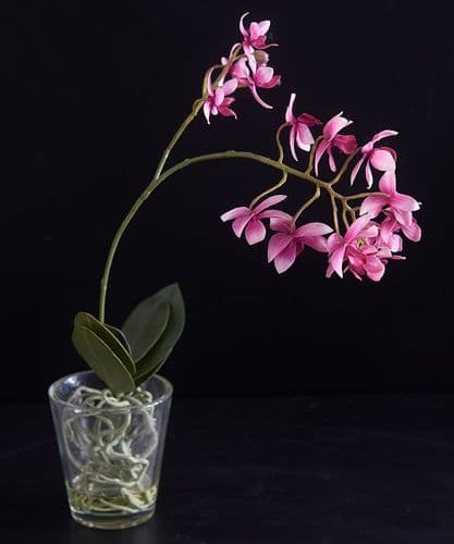 Deep pink mini orchid
