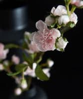 Delicate blossom in small black vase - SOLD