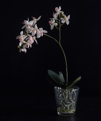 Delicate Delight mini orchid