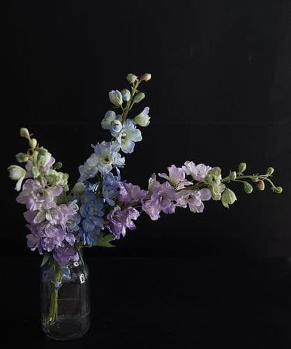 Eternal Summer Delphiniums - Blue & Lilac - SOLD