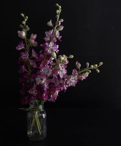 Eternal Summer Delphiniums - Deep Mauve - SOLD