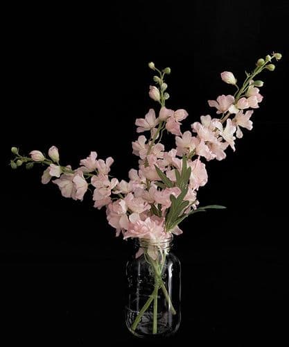 Eternal Summer Delphiniums - Delicate Pink - SOLD