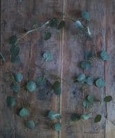 Eucalyptus leaf trail