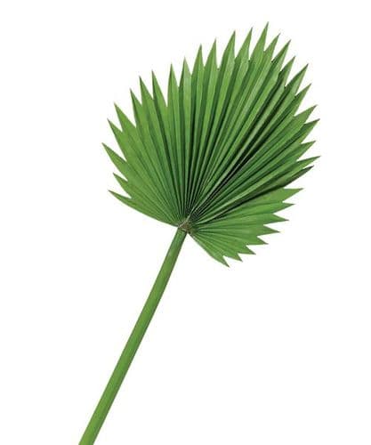 Fan palm leaf
