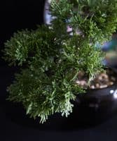 Faux bonsai in black pot