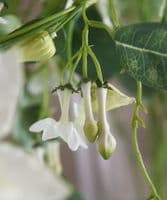 Faux Clematis & Stephanotis in large glass vase