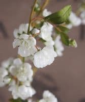Faux white blossom stems in bottle - SOLD