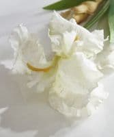Faux white flag irises in vase - SOLD