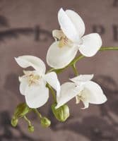 Faux white orchid in glass bowl - SOLD