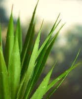 Faux Yucca plant in distressed pot - SOLD